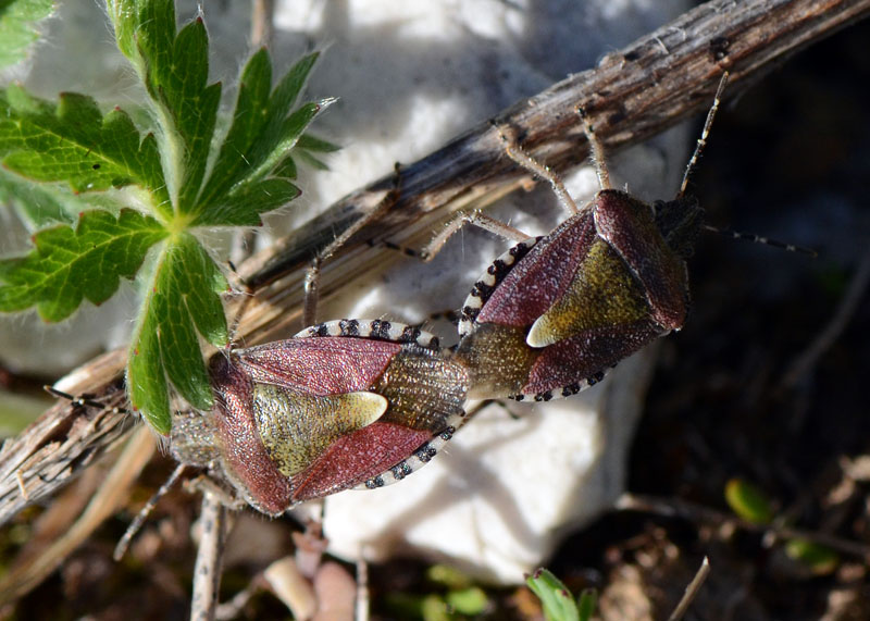 Pentatomidae: Dolycoris baccarum dell''Abruzzo (AQ)